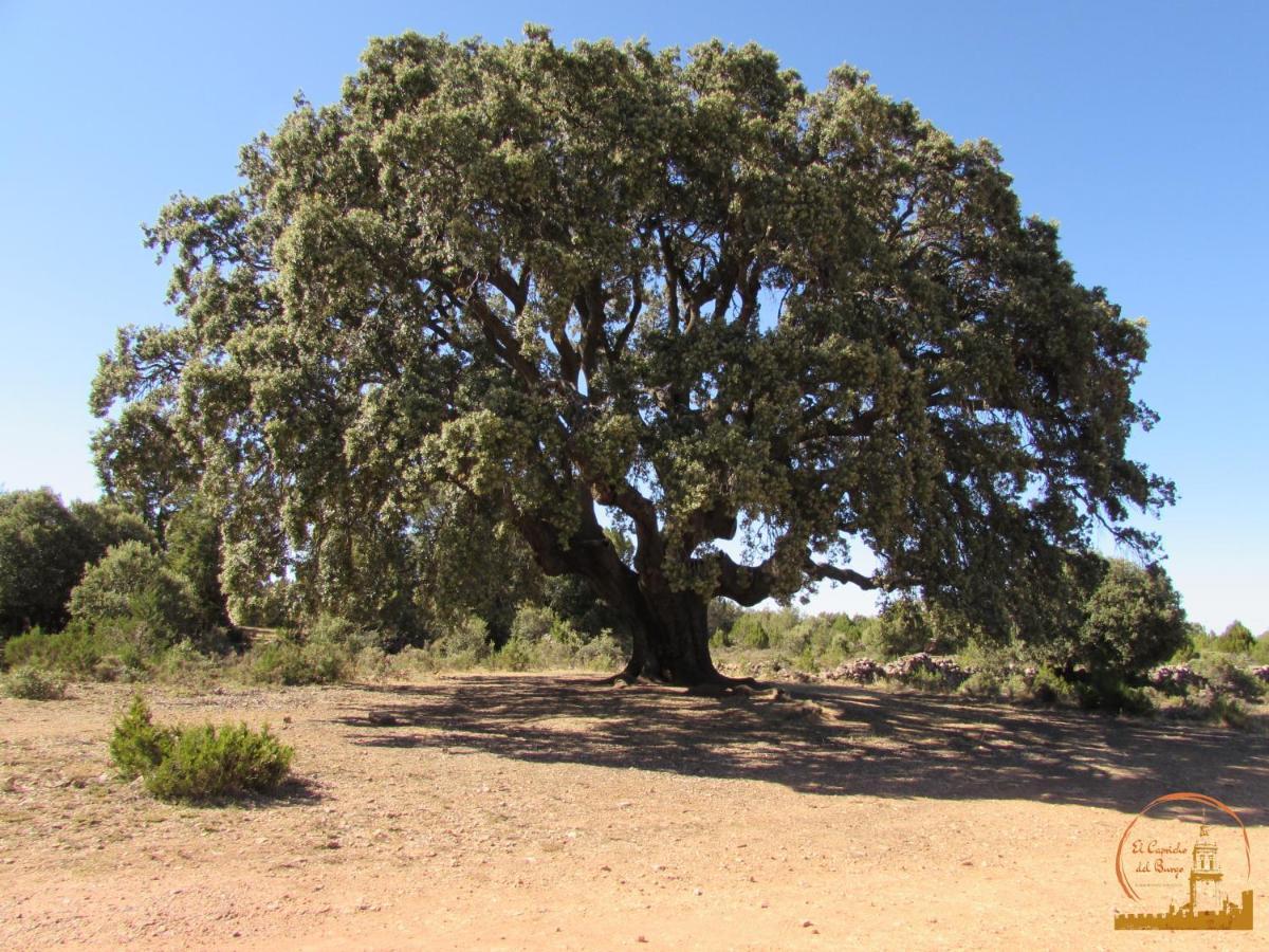 El Capricho Del Burgo Διαμέρισμα El Burgo De Osma Εξωτερικό φωτογραφία